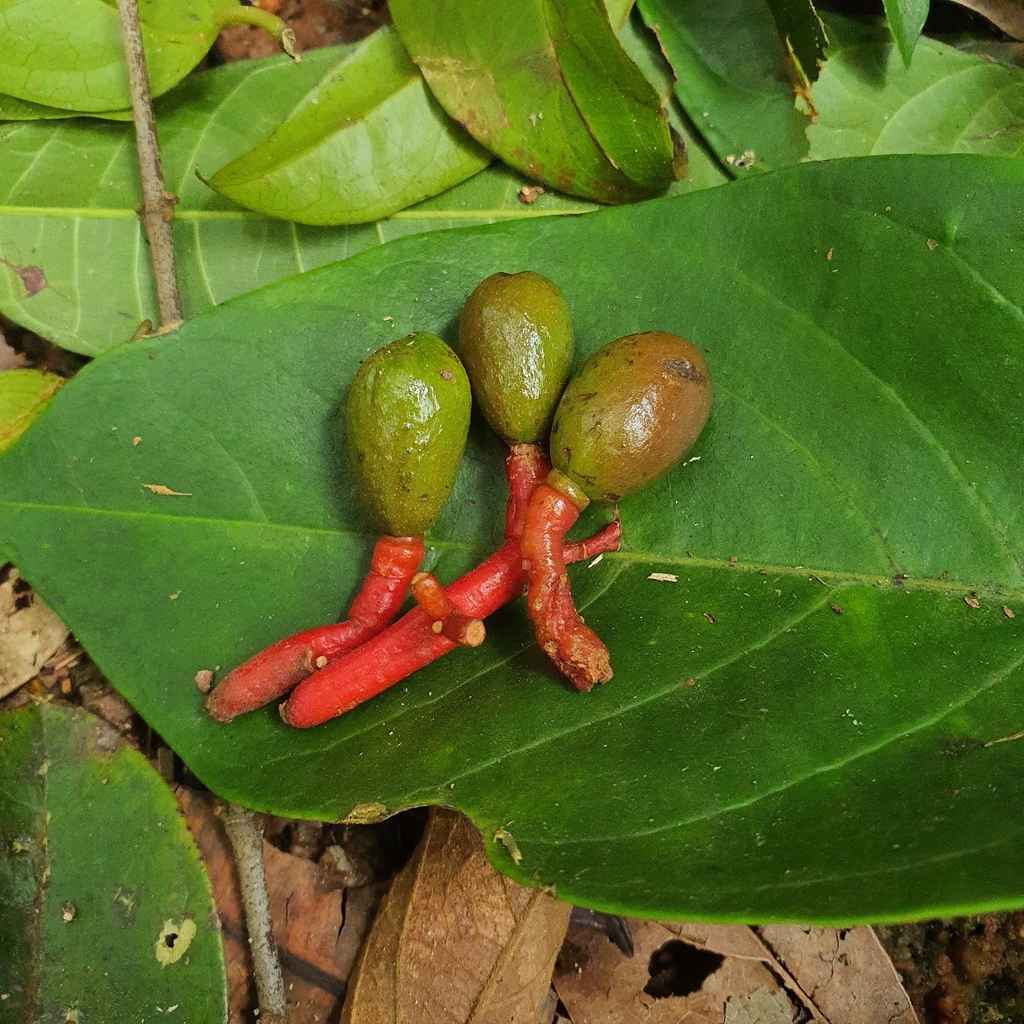 Beilschmiedia madang