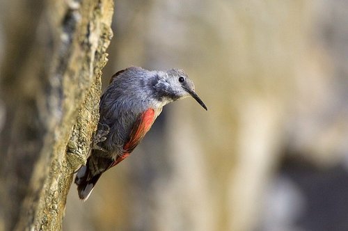 Wallcreeper, photo 5 of 10