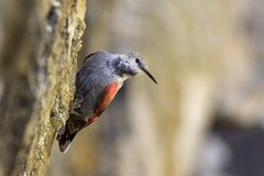 Wallcreeper photo 3