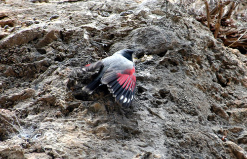 Wallcreeper, photo 6 of 10
