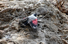 Wallcreeper photo 4
