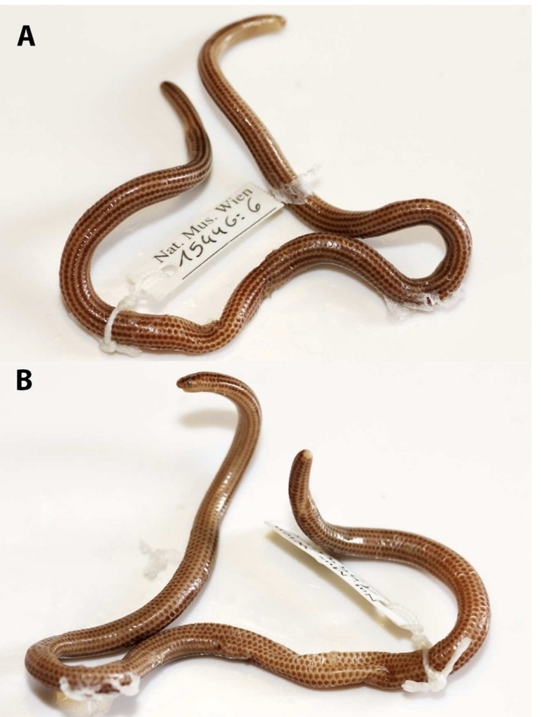 Epictia rioignis