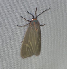 Pygarctia pterygostigma