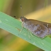 Fawn-spotted Skipper - Photo (c) Javi Gonzalez, some rights reserved (CC BY-NC), uploaded by Javi Gonzalez