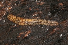 Philomycus flexuolaris