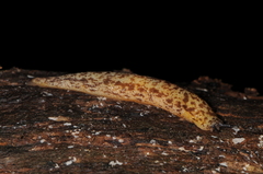 Philomycus flexuolaris