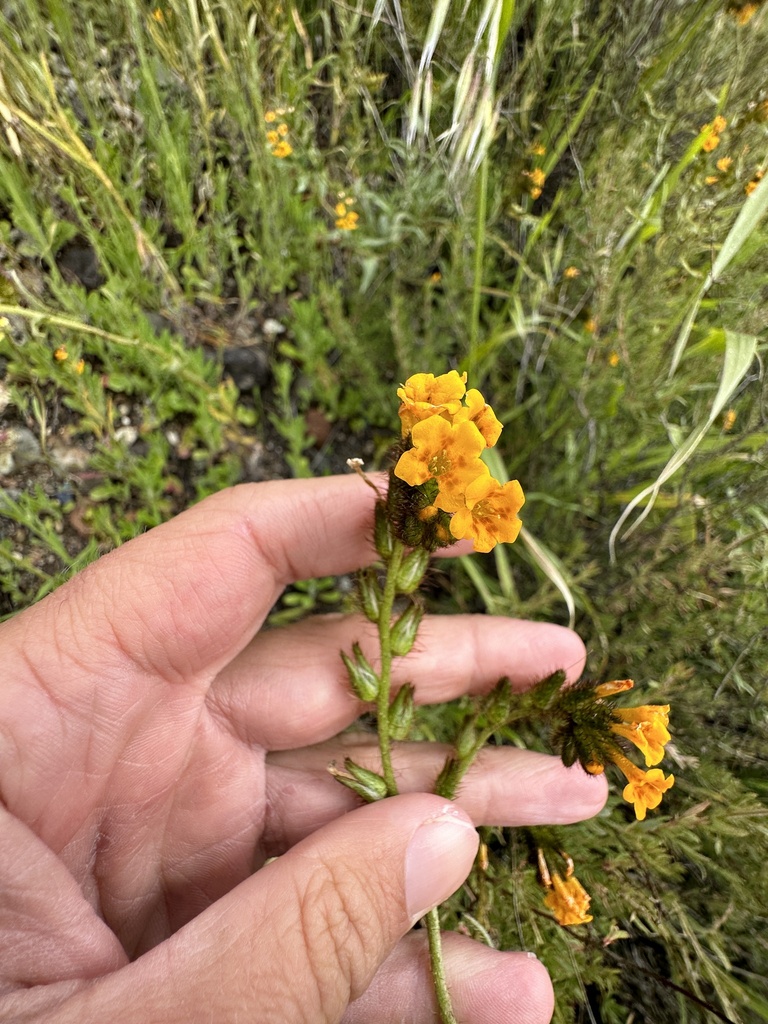 Eastwood's fiddleneck (Amsinckia eastwoodiae)