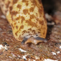 Philomycus flexuolaris