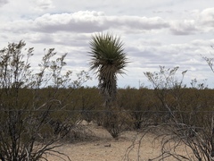 Yucca treculiana