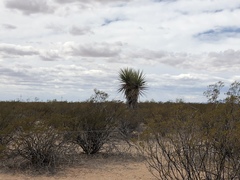 Yucca treculiana