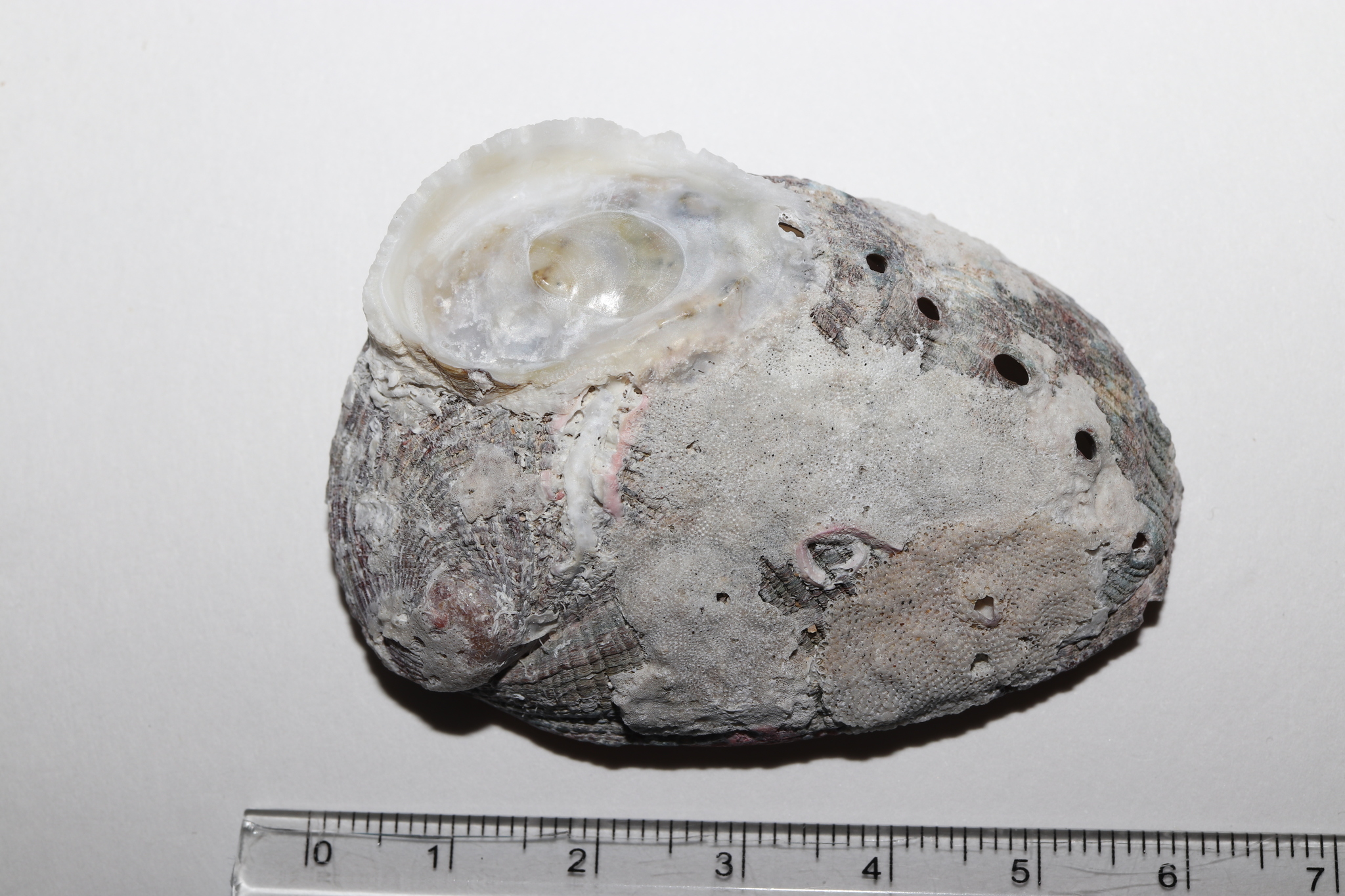 九孔螺(九孔鮑) Haliotis diversicolor
