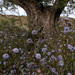 Globularia alypum - Photo (c) jacinta lluch valero, μερικά δικαιώματα διατηρούνται (CC BY-SA)