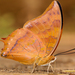 Charaxes psaphon - Photo (c) Mohit Patel, μερικά δικαιώματα διατηρούνται (CC BY-NC-ND), uploaded by Mohit Patel