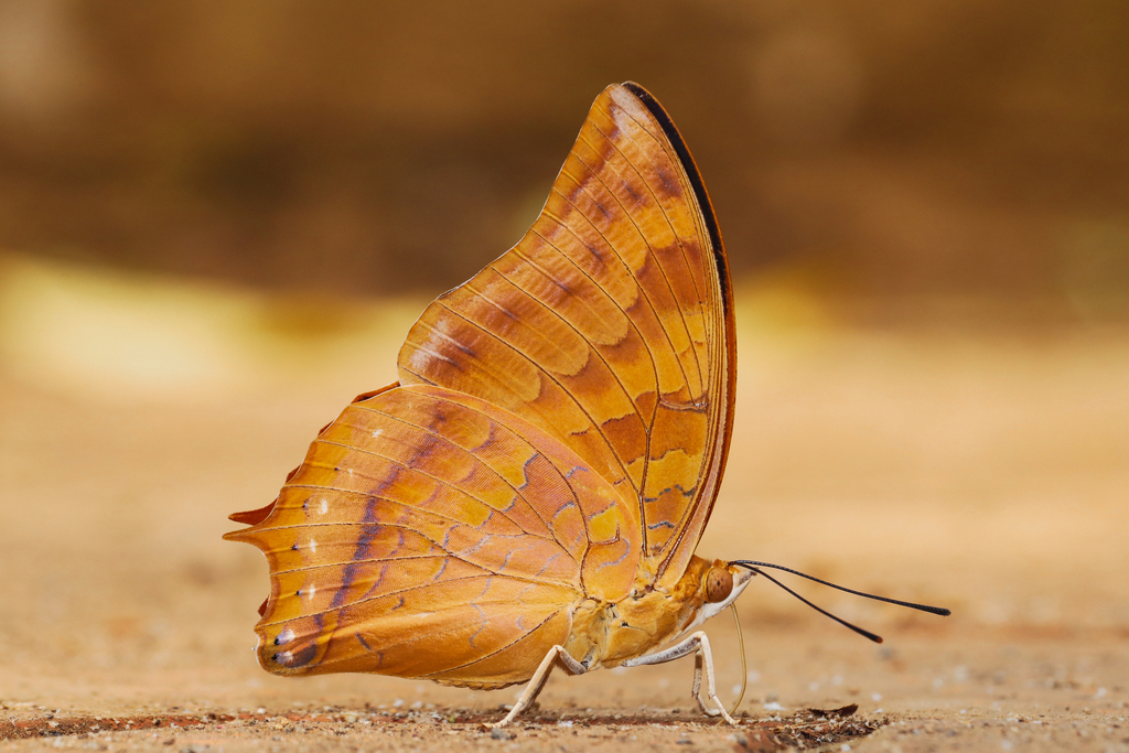 Plain Tawny Rajah