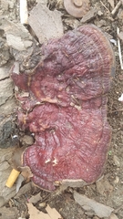 Fungi