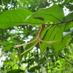 Narrow-leaved Polyalthia (Polyalthia angustissima)