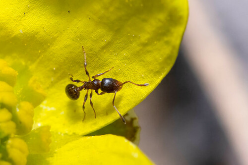 Photo of Western Collared Ant