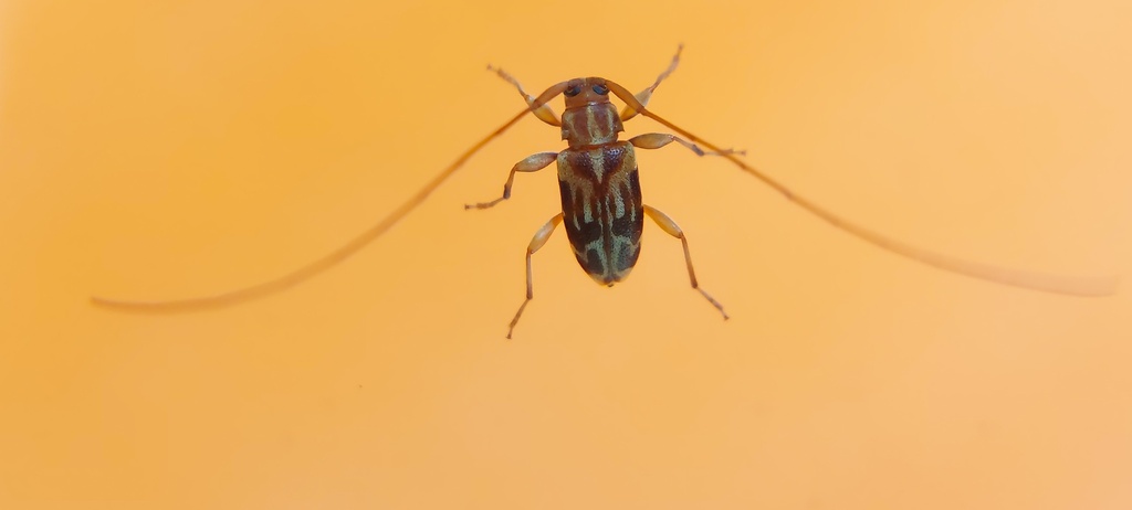 Polymitoleiopus charillus