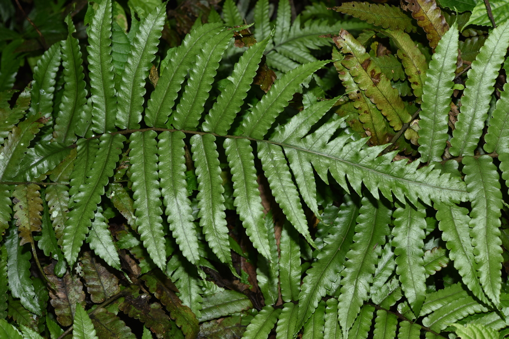 Bolbitis hekouensis (Bolbitis hekouensis)