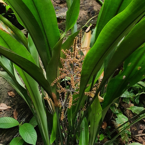 Hanguana rubinea (Hanguana rubinea)