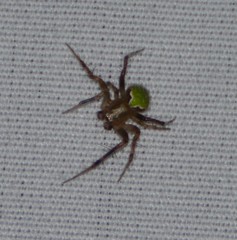 Araneus detrimentosus