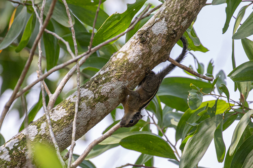 Cambodian Striped Squirrel