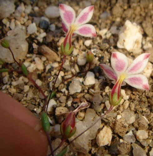 Image of Nemacladus longiflorus by no rights reserved