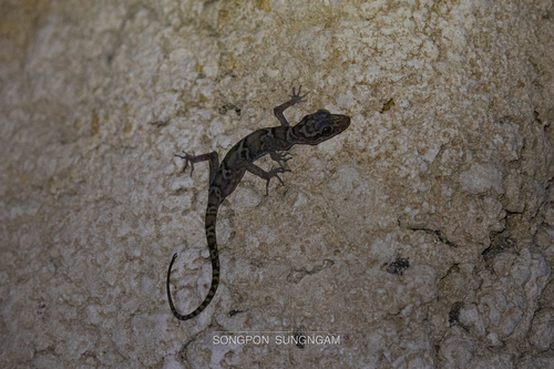 Rayong Bent-toed Gecko, Cyrtodactylus sumonthai