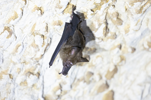 Great Himalayan Leaf-nosed Bat