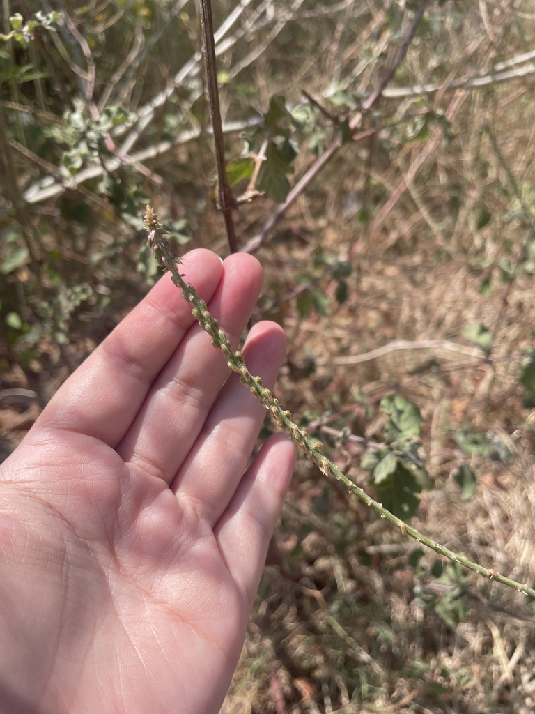 Devil's Horsewhip from 車城鄉, TW on March 23, 2023 at 1108 AM by