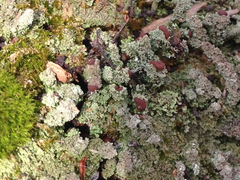 Cladonia parasitica