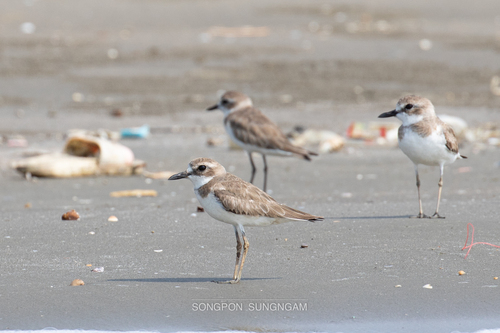 Greater Sand Plover (Anarhynchus leschenaultii), photo 3