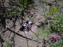 Glandularia mendocina