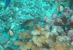 Dascyllus reticulatus