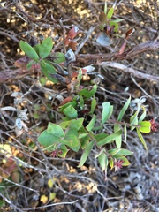 Arctostaphylos pajaroensis