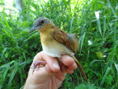 White-Bellied Antbird photo 2