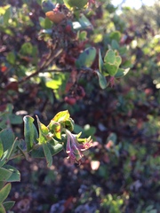Arctostaphylos pajaroensis