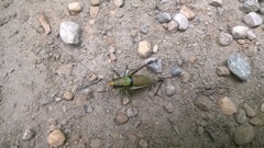 Eupholidoptera chabrieri