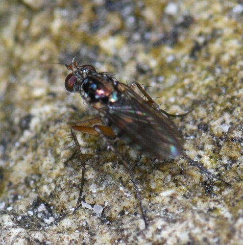 Paraclius quadrinotatus