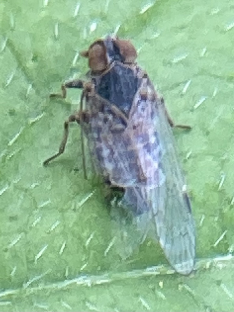 Melanoliarus acicus