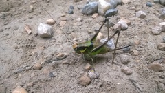 Eupholidoptera chabrieri