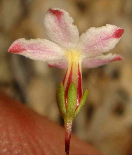 Image of Nemacladus longiflorus by no rights reserved