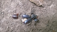 Lucanus