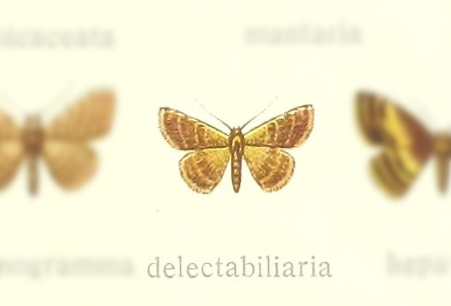 Leptostales delectabiliaria