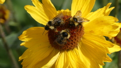 Bombus flavidus flavidus