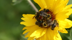 Bombus flavidus flavidus
