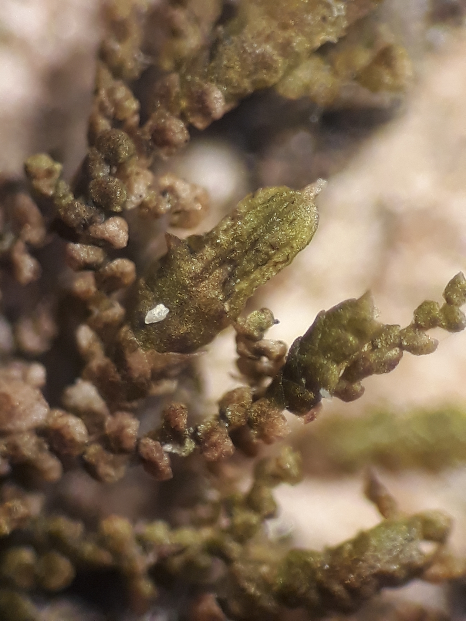 Frullania probosciphora