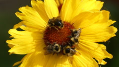 Bombus flavidus flavidus