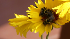Bombus flavidus flavidus