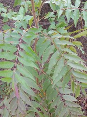 Pistacia chinensis